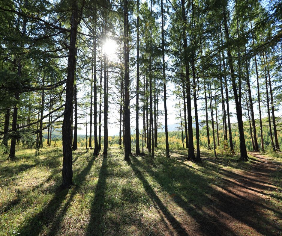 timber 940×788 inheritance article