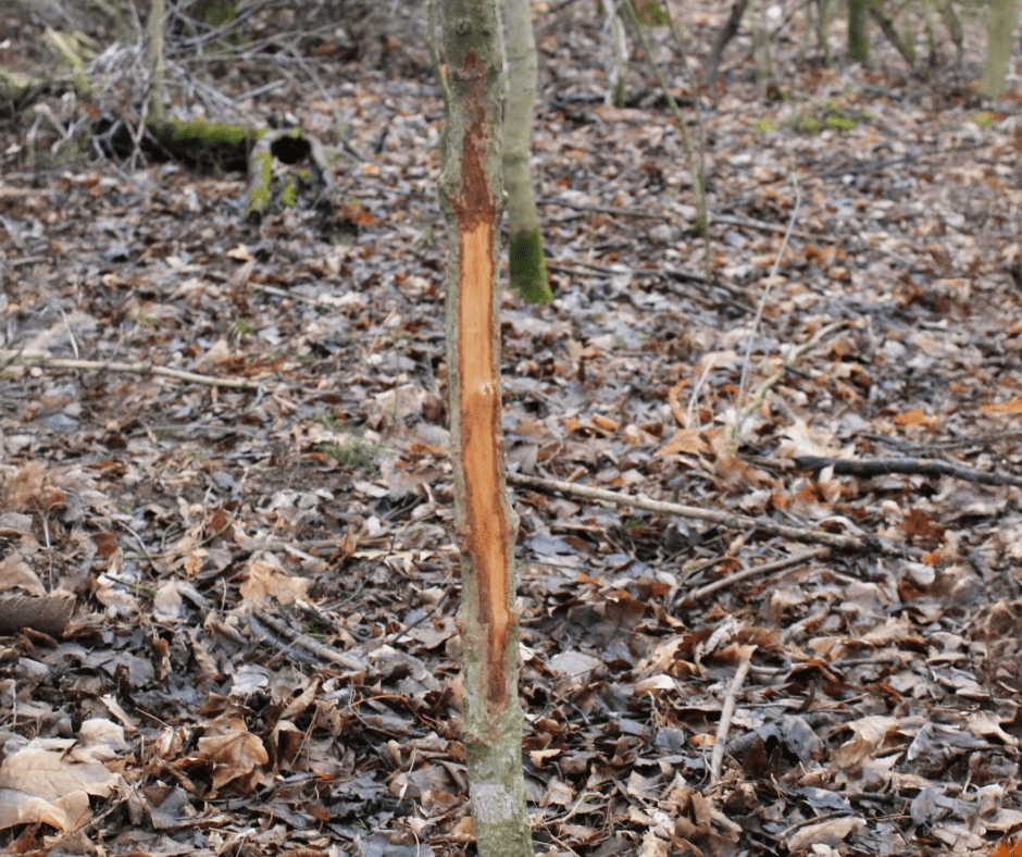 Demand For Hunting Leases on the Rise 2-940×788