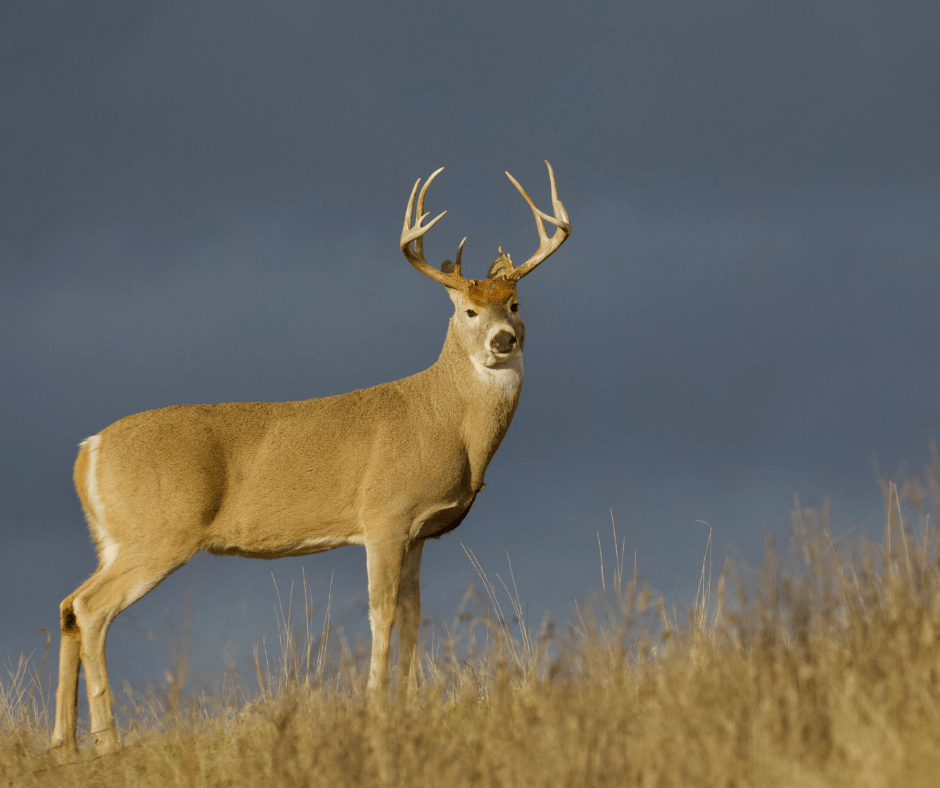 Landowner standing in agriculture field that he inherited.
