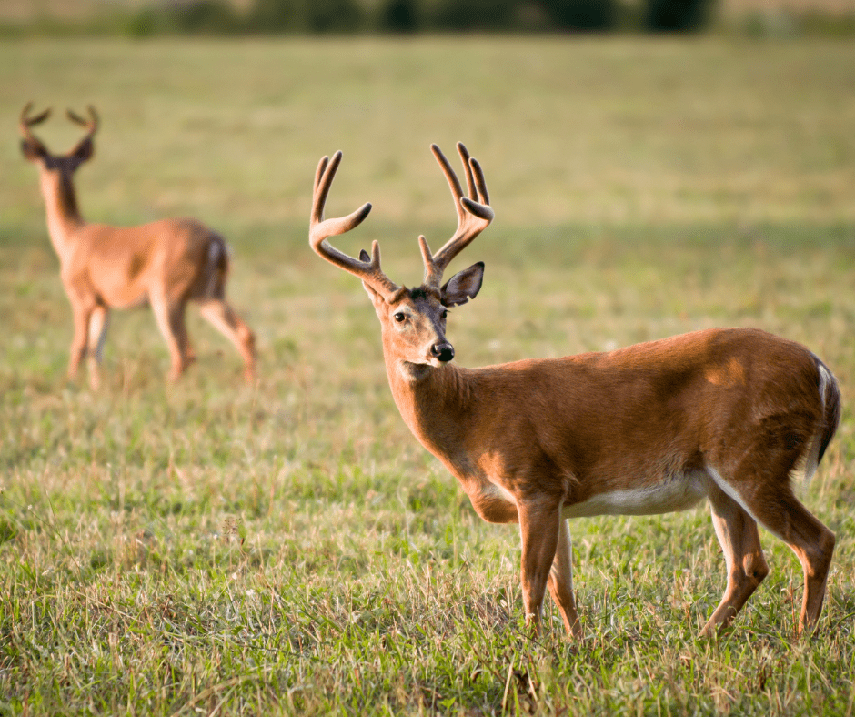 Landowner standing in agriculture field that he inherited.
